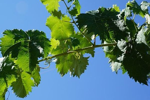 Обзор лучших удобрений и правила подкормки винограда