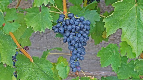 Обзор ранних сортов винограда разного срока созревания