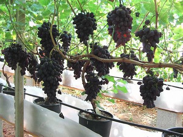 Описание и выращивание столового сорта винограда Кодрянка