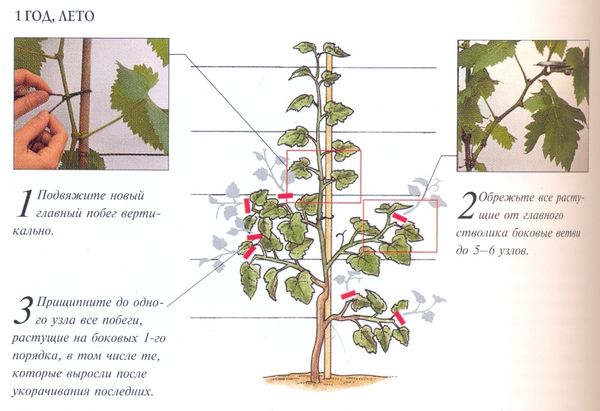 Основные схемы и правила формирования винограда