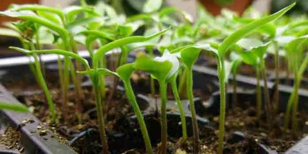 Особенности выращивания баклажанов из семян в домашних условиях