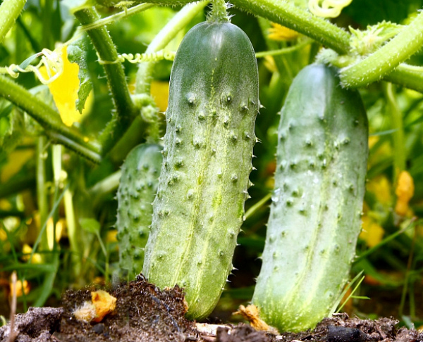 Почему не растут огурцы в теплице: ошибки при выращивании