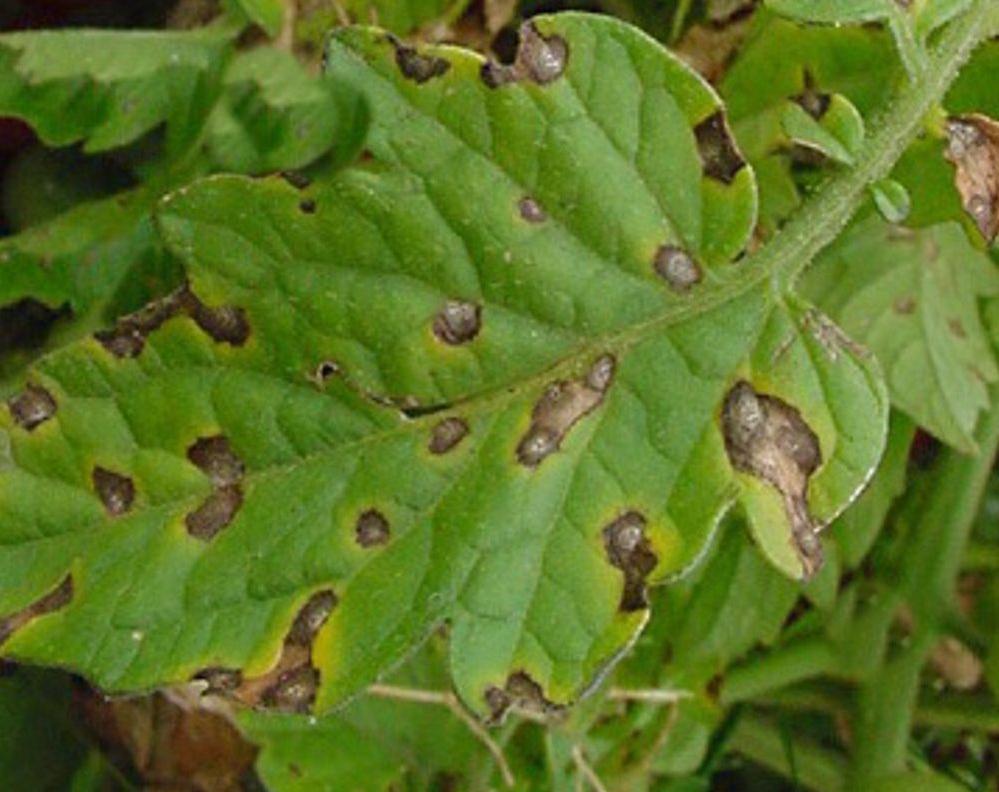 Причины появления и способы устранения коричневых пятен на листьях помидоров