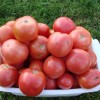 Причины появления и способы устранения коричневых пятен на листьях помидоров