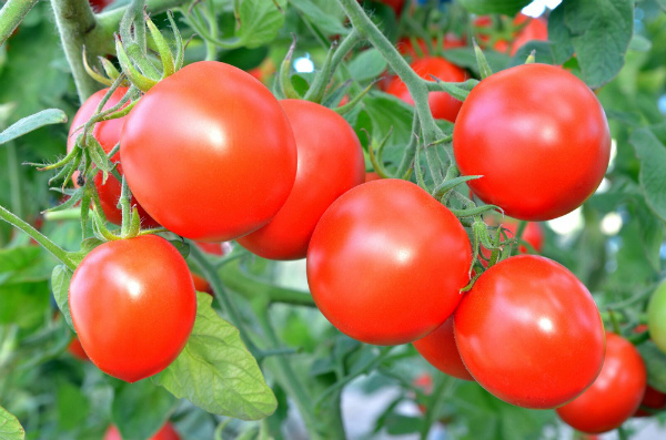 Применение борной кислоты для помидор