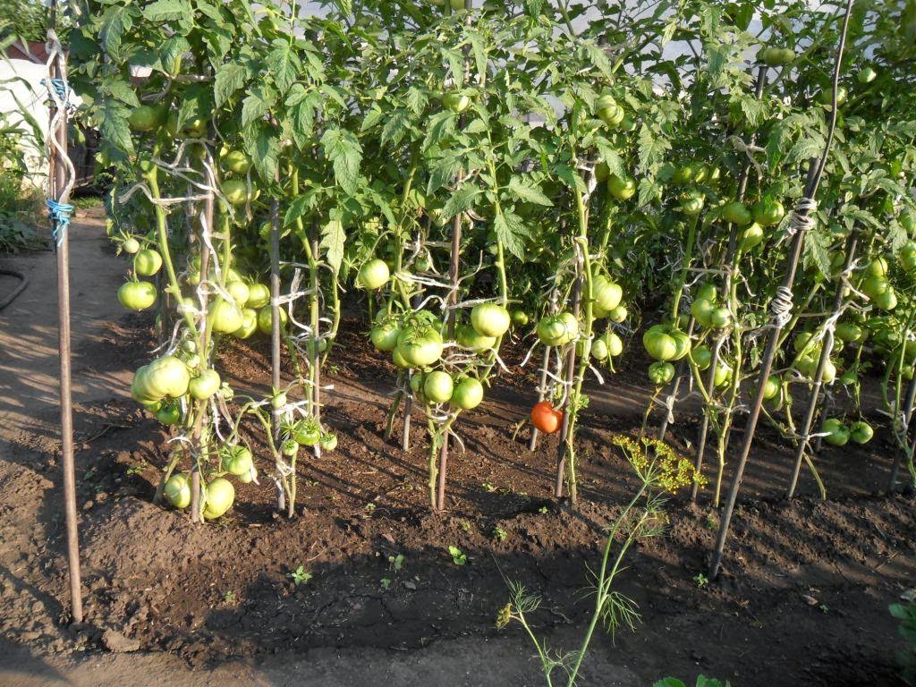Секреты правильного ухода за помидорами: нюансы и советы