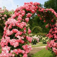 Секреты успешного выращивания плетистой розы Розариум Ютерсен: фото и отзывы