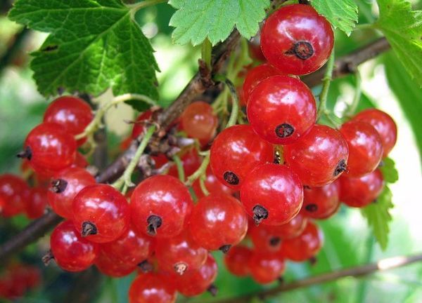 Смородина Уральская красавица – вкусная и ароматная ягода
