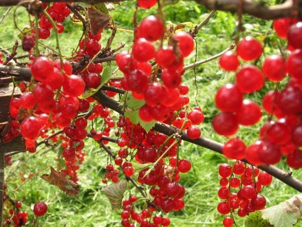 Смородина Уральская красавица – вкусная и ароматная ягода