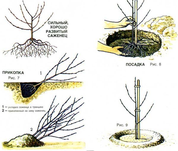 Сроки и правила посадки дерева вишни для начинающих