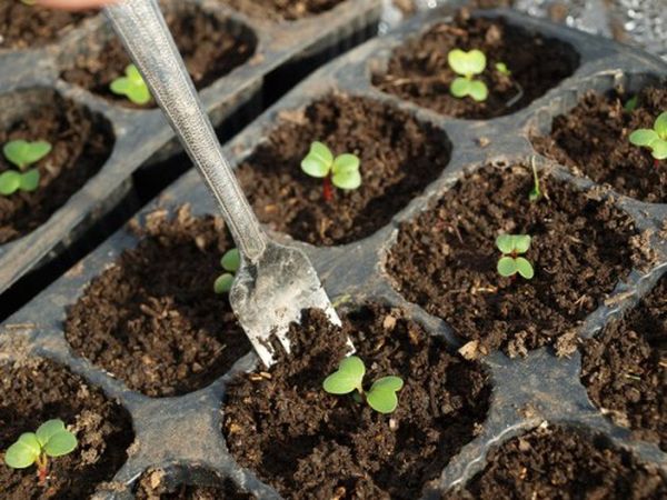 Выращивание хорошего урожая редиса в яичных ячейках