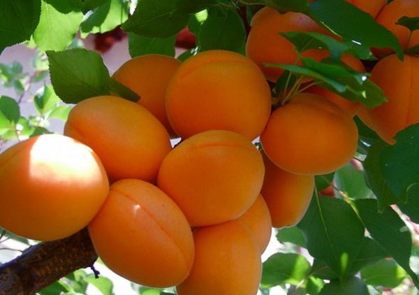 Выращивание урожайного ананасного абрикоса Шалах