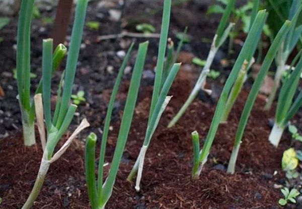 Апрельский лук-батун: правила выращивания