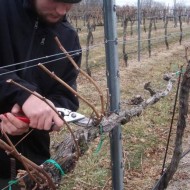Достоинства винограда Виктор и особенности его выращивания