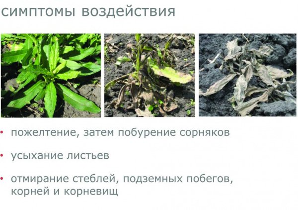 Граунд от сорняков — спасение для растений (инструкция по применению и отзывы)