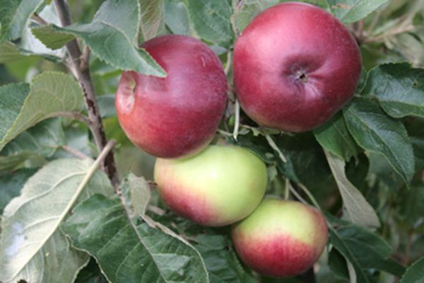 Характеристика и уход за колоновидной яблоней сорта Васюган