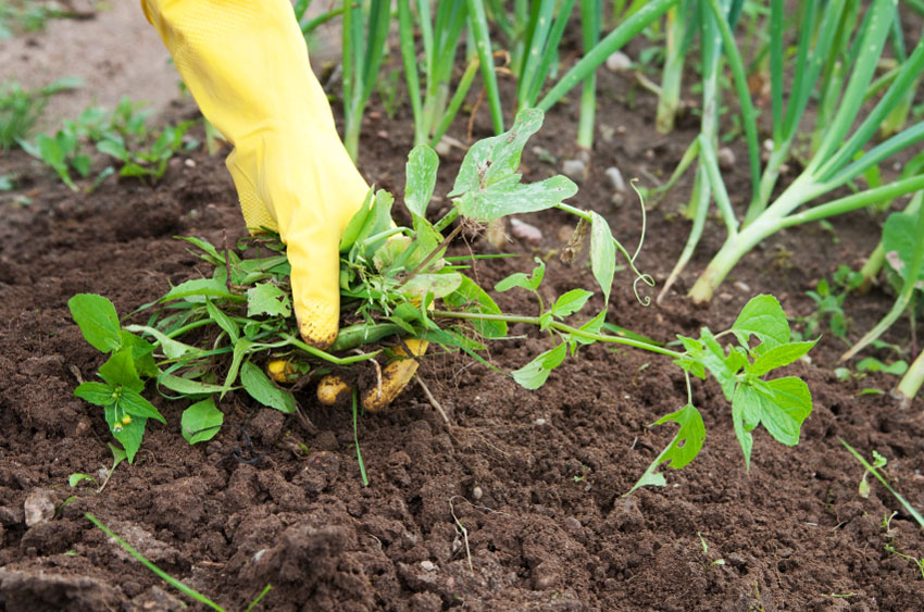 Как посадить баклажаны в теплице: подробная инструкция