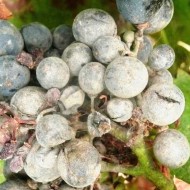 Как посадить и вырастить на даче бескосточковый виноград сорта Велес