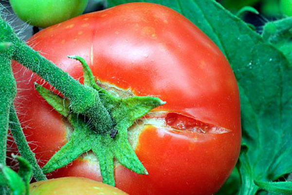 Какие болезни подстерегают томаты в теплице?