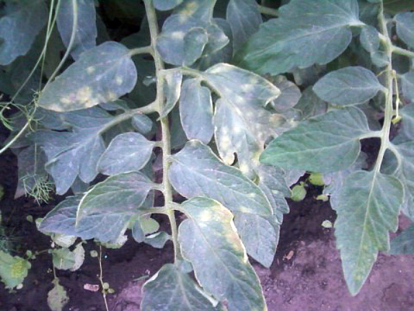 Болезни томатов фото листьев лечение в теплице