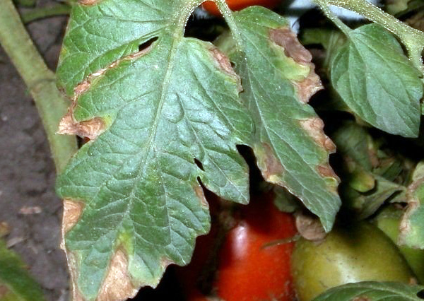 Какие болезни подстерегают томаты в теплице?
