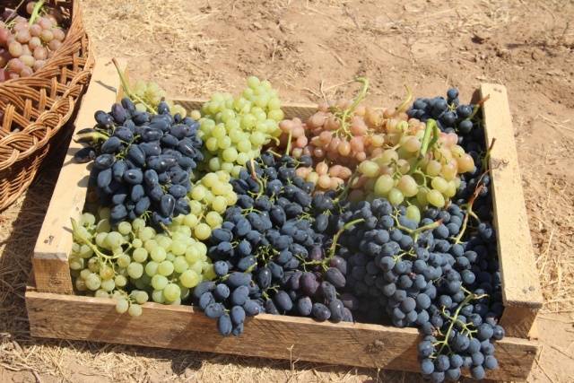 Каким бывает виноград Восторг: 6 разновидностей с описаниями и фото