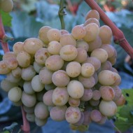 Каким бывает виноград Восторг: 6 разновидностей с описаниями и фото