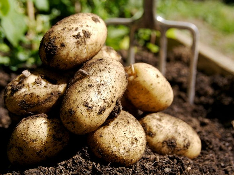Какова урожайность картофеля с 1 га земли?