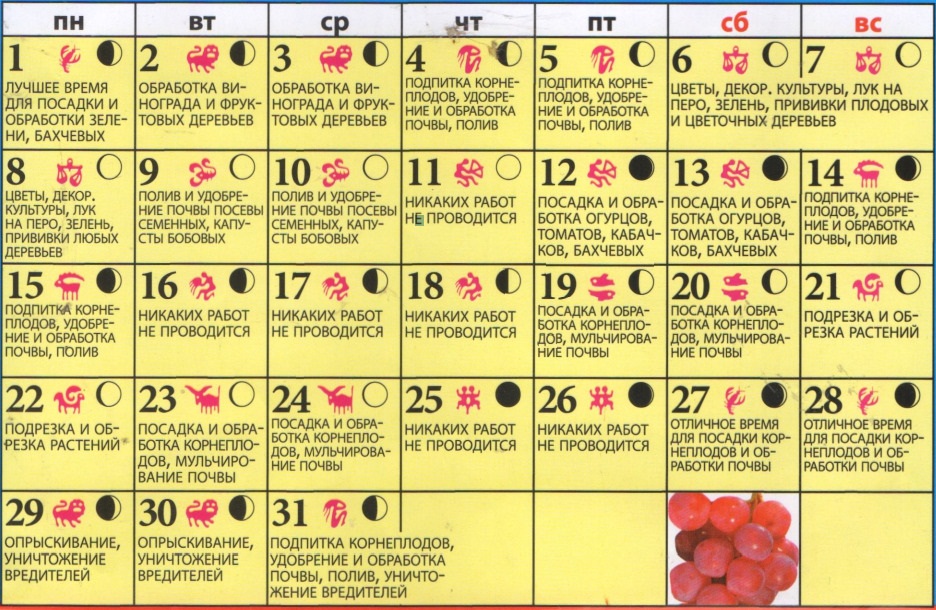 Календарь посадки баклажан: полезные советы