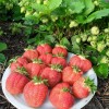 Клубника “Кимберли” – как вырастить в саду сладкую ягоду?