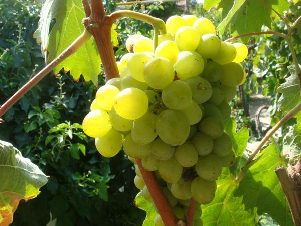 Лучшие сорта винограда для белого и красного вина