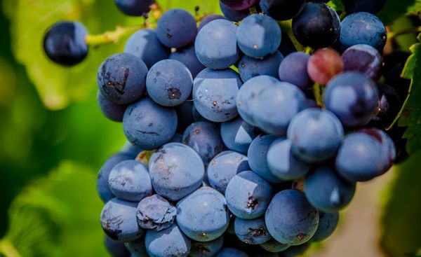 Лучшие сорта винограда для белого и красного вина