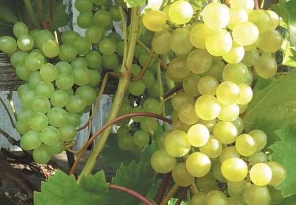 Лучшие сорта винограда для посадки и выращивания на Урале