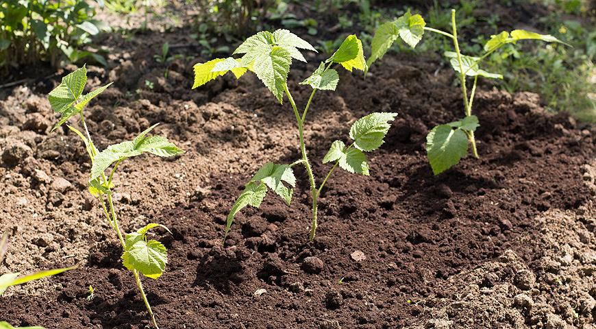 Малина «Полана»: особенности выращивания высокоурожайного сорта