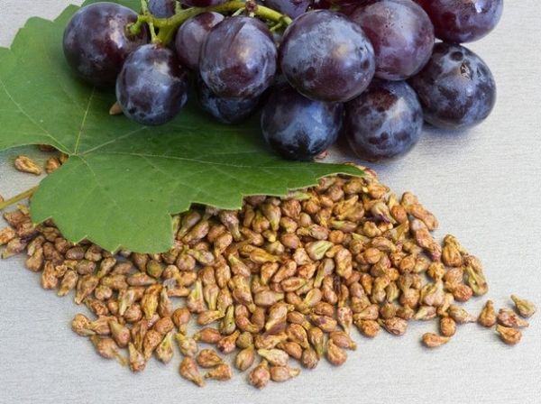 Можно ли и как вырастить виноград из косточки