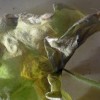 Несколько причин бледных листьев у огурцов