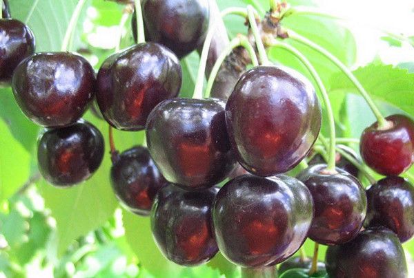 Описание черного крупного сорта вишни Россошанская