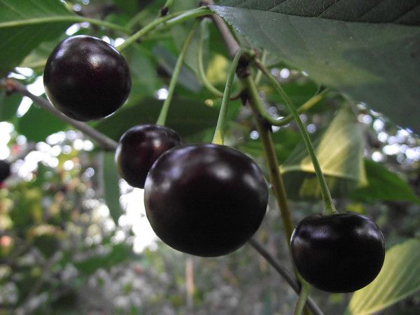 Описание черного крупного сорта вишни Россошанская