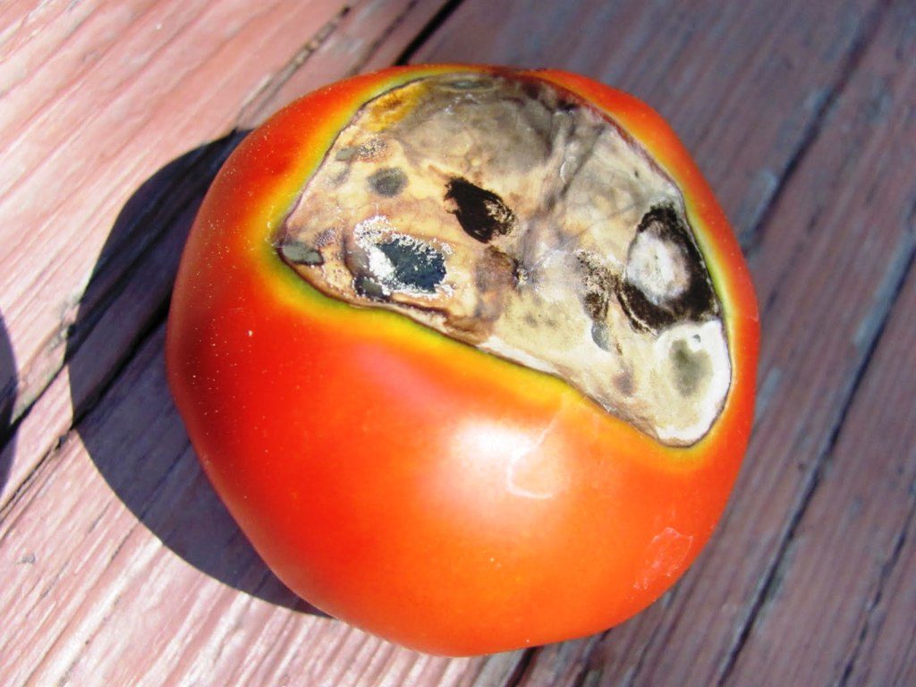 Почему белеют листья на рассаде помидоров: основные причины