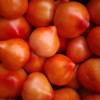 Почему сохнут листья у томатов: как спасти урожай