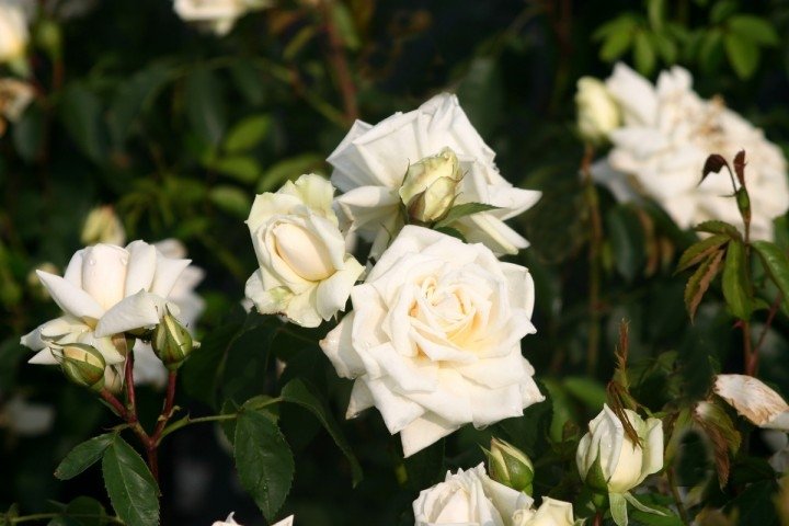 Роскошные кустовые розы в дизайне сада: интересные виды и сорта с фото
