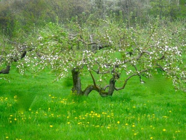 Схема и правила формирования кроны яблони