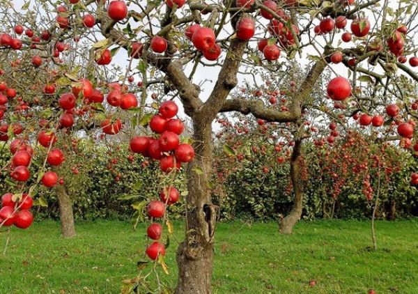 Схема и правила формирования кроны яблони