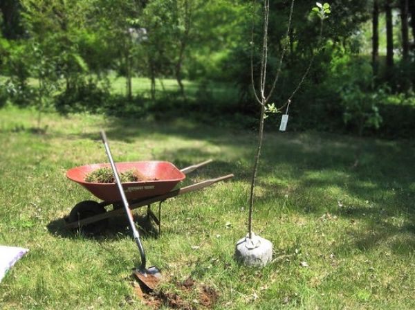 Технология посадки яблони саженцами весной