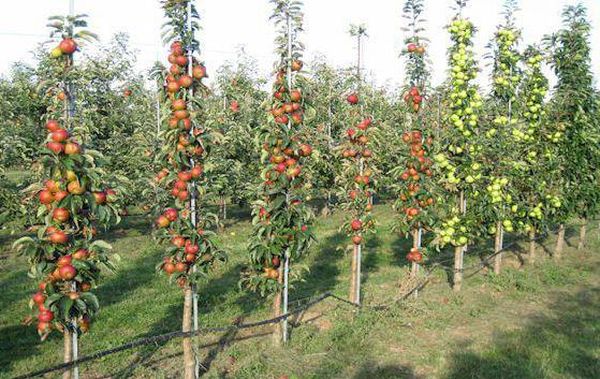 Ухода за колоновидными яблонями для богатого урожая