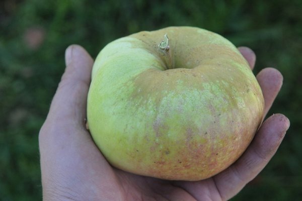 Уникальные характеристики и правила агротехники яблони Богатырь