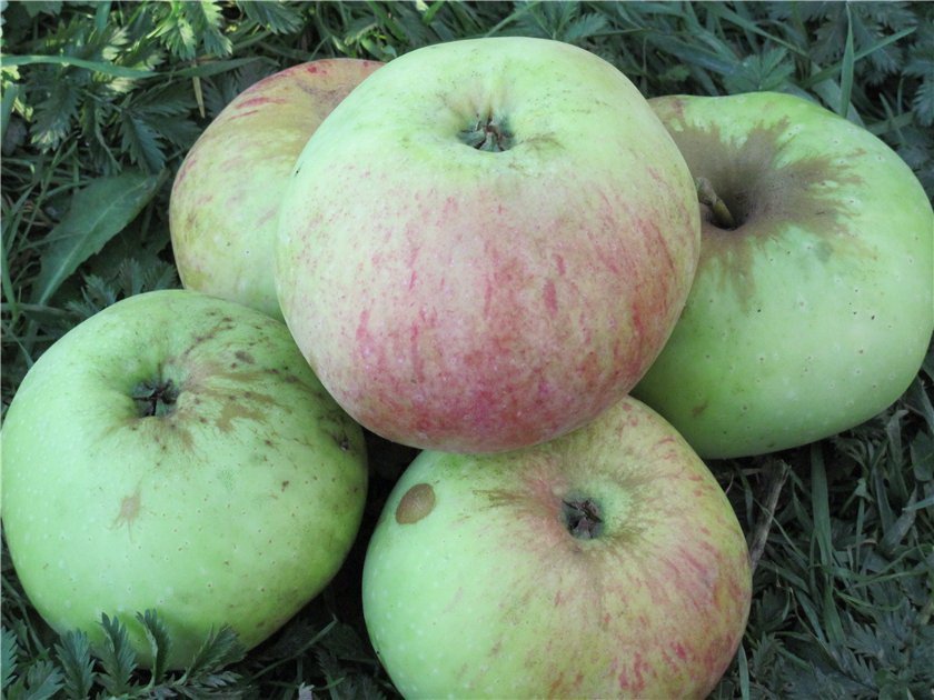 Уникальные характеристики и правила агротехники яблони Богатырь