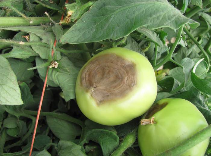 Выращиваем помидоры в теплице