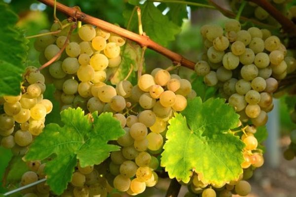 10 самых вкусных белых сортов винограда