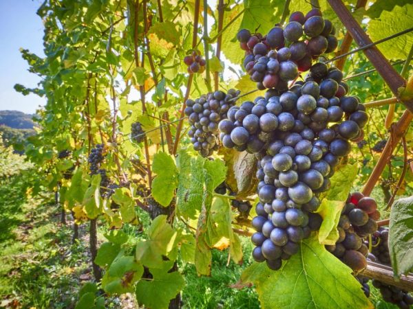30 лучших столовых, технических и универсальных сортов черного винограда